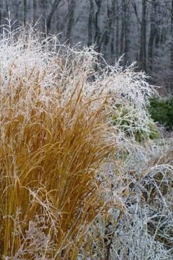 Tall Switch Grass (Panicum Virgatum) - 8 Pack Of 1 Gallon Pots 13 Tall Switch Grass (Panicum Virgatum) - 8 Pack Of 1 Gallon Pots -Botanhush Sales panicum virgatum switch grass 6