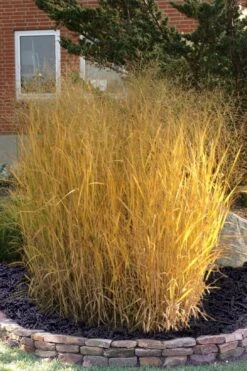 Tall Switch Grass (Panicum Virgatum) - 8 Pack Of 1 Gallon Pots 11 Tall Switch Grass (Panicum Virgatum) - 8 Pack Of 1 Gallon Pots -Botanhush Sales panicum virgatum tall switch grass 10