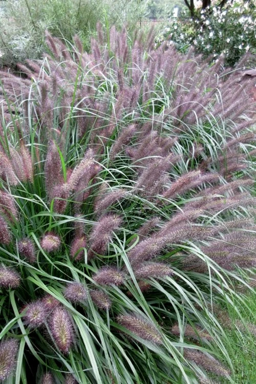 Black Fountain Grass - Pennisetum Alopecuroides 'Moudry' - 3 Gallon Pot 1 Black Fountain Grass - Pennisetum Alopecuroides 'Moudry' - 3 Gallon Pot