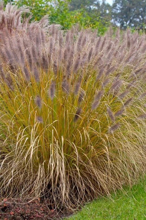Black Fountain Grass - Pennisetum Alopecuroides 'Moudry' - 3 Gallon Pot 6 Black Fountain Grass - Pennisetum Alopecuroides 'Moudry' - 3 Gallon Pot - Image 6