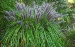 Black Fountain Grass - Pennisetum Alopecuroides 'Moudry' - 3 Gallon Pot 12 Black Fountain Grass - Pennisetum Alopecuroides 'Moudry' - 3 Gallon Pot -Botanhush Sales pennisetum alopecuroides moudry black fountain grass 13 1