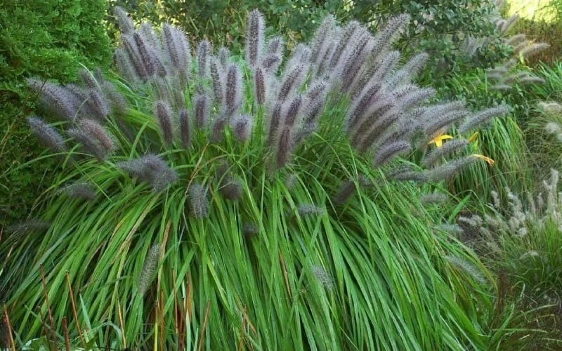 Black Fountain Grass - Pennisetum Alopecuroides 'Moudry' - 3 Gallon Pot 5 Black Fountain Grass - Pennisetum Alopecuroides 'Moudry' - 3 Gallon Pot - Image 5