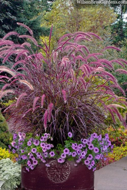 Purple Fountain Grass (Pennisetum Rubrum) - 5 Pack Of Quart Pots 1 Purple Fountain Grass (Pennisetum Rubrum) - 5 Pack Of Quart Pots