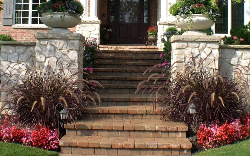 Purple Fountain Grass (Pennisetum Rubrum) - 5 Pack Of Quart Pots 4 Purple Fountain Grass (Pennisetum Rubrum) - 5 Pack Of Quart Pots - Image 4
