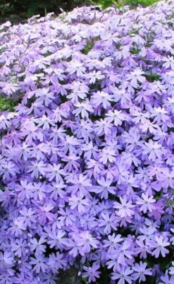 Blue Creeping Phlox - 18 Pack Of Pint Pots 9 Blue Creeping Phlox - 18 Pack Of Pint Pots -Botanhush Sales phlox subulata blue creeping 1 2