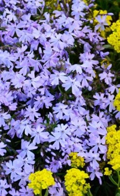 Blue Creeping Phlox - 6 Pack Of 1 Gallon Pots -Botanhush Sales phlox subulata blue creeping 2 1