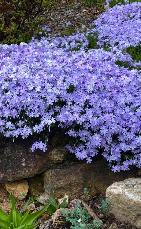 Blue Creeping Phlox - 18 Pack Of Pint Pots 1 Blue Creeping Phlox - 18 Pack Of Pint Pots