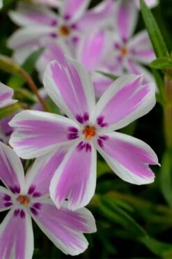 Candy Stripe Creeping Phlox - 1 Gallon Pot 9 Candy Stripe Creeping Phlox - 1 Gallon Pot -Botanhush Sales phlox subulata candy stripe creeping 21