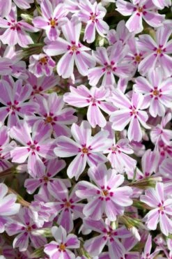 Candy Stripe Creeping Phlox - 1 Gallon Pot 10 Candy Stripe Creeping Phlox - 1 Gallon Pot -Botanhush Sales phlox subulata candy stripe creeping 25
