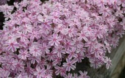 Candy Stripe Creeping Phlox - 1 Gallon Pot 11 Candy Stripe Creeping Phlox - 1 Gallon Pot -Botanhush Sales phlox subulata candy stripe creeping 29