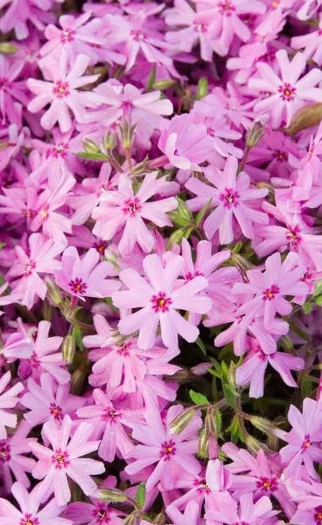 Pink Creeping Phlox - 1 Gallon Pot 4 Pink Creeping Phlox - 1 Gallon Pot - Image 4