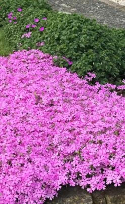 Pink Creeping Phlox - 1 Gallon Pot 9 Pink Creeping Phlox - 1 Gallon Pot -Botanhush Sales phlox subulata pink creeping 2