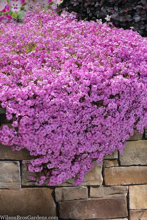 Pink Creeping Phlox - 1 Gallon Pot 1 Pink Creeping Phlox - 1 Gallon Pot