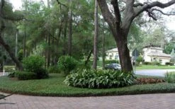 Asian Jasmine - Asiatic Jasmine - 6 Pack Of Pint Pots -Botanhush Sales picture asian jasmine 8