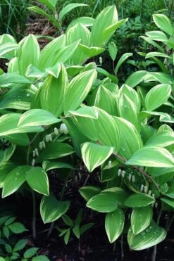 Variegated Solomons Seal (Polygonatum Falcatum 'Variegatum') - 1 Gallon Pot -Botanhush Sales polygonatum falcatum variegatum solomons seal 11