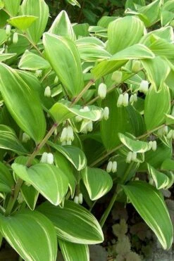Variegated Solomons Seal (Polygonatum Falcatum 'Variegatum') - 1 Gallon Pot -Botanhush Sales polygonatum falcatum variegatum solomons seal 12
