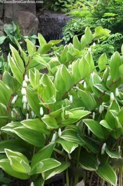 Variegated Solomons Seal (Polygonatum Falcatum 'Variegatum') - 1 Gallon Pot