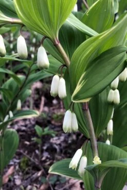 Variegated Solomons Seal (Polygonatum Falcatum 'Variegatum') - 1 Gallon Pot -Botanhush Sales polygonatum falcatum variegatum solomons seal 4