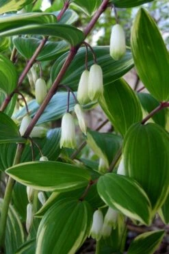 Variegated Solomons Seal (Polygonatum Falcatum 'Variegatum') - 1 Gallon Pot -Botanhush Sales polygonatum falcatum variegatum solomons seal 5