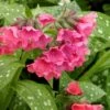 Shrimps On The Barbie Pulmonaria (Bethlehem Sage) - 1 Gallon Pot