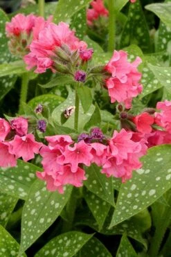 Shrimps On The Barbie Pulmonaria (Bethlehem Sage) - 1 Gallon Pot -Botanhush Sales pulmonaria shrimps on the barbie lungwort 4