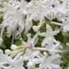White Alabama Native Azalea (Rhododendron Alabamense) - 3 Gallon Pot