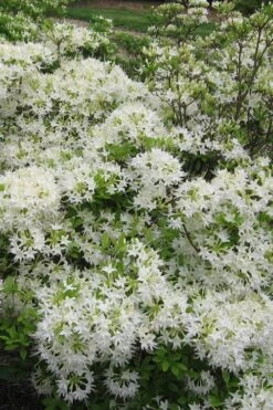 White Alabama Native Azalea (Rhododendron Alabamense) - 3 Gallon Pot 11 White Alabama Native Azalea (Rhododendron Alabamense) - 3 Gallon Pot -Botanhush Sales rhododendron alabamense alabama native azalea 6