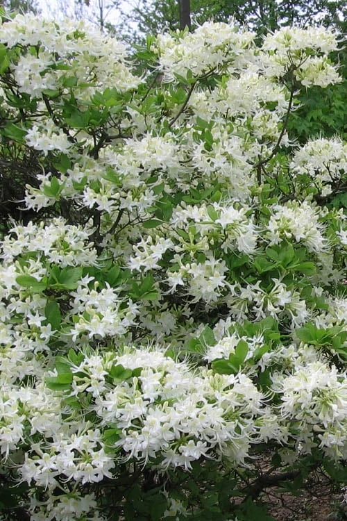 White Alabama Native Azalea (Rhododendron Alabamense) - 3 Gallon Pot 6 White Alabama Native Azalea (Rhododendron Alabamense) - 3 Gallon Pot - Image 6