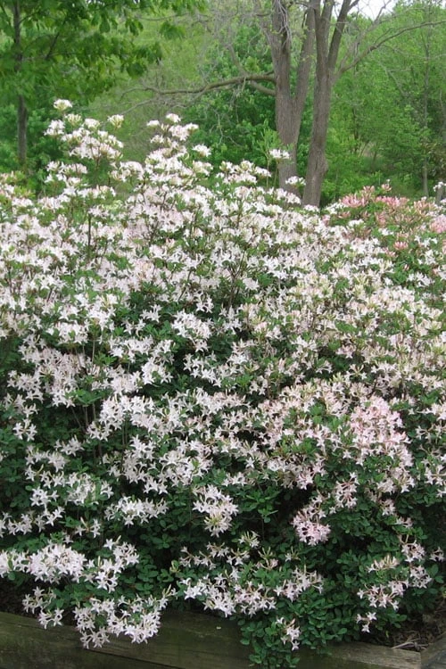 Coastal Azalea (Rhododendron Atlanticum) - 3 Gallon Pot 4 Coastal Azalea (Rhododendron Atlanticum) - 3 Gallon Pot - Image 4