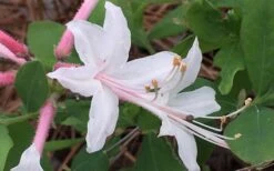 Coastal Azalea (Rhododendron Atlanticum) - 3 Gallon Pot 11 Coastal Azalea (Rhododendron Atlanticum) - 3 Gallon Pot -Botanhush Sales rhododendron atlanticum coastal azalea 8
