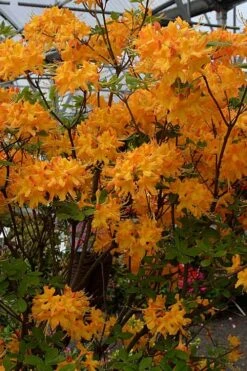 Florida Flame Native Azalea (Rhododendron Austrinum) - 3 Gallon Pot 11 Florida Flame Native Azalea (Rhododendron Austrinum) - 3 Gallon Pot -Botanhush Sales rhododendron austrinum florida flame native azalea 4