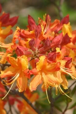 Florida Flame Native Azalea (Rhododendron Austrinum) - 3 Gallon Pot 14 Florida Flame Native Azalea (Rhododendron Austrinum) - 3 Gallon Pot -Botanhush Sales rhododendron austrinum florida flame native azalea 5