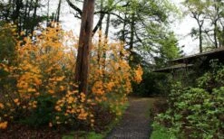 Florida Flame Native Azalea (Rhododendron Austrinum) - 3 Gallon Pot 15 Florida Flame Native Azalea (Rhododendron Austrinum) - 3 Gallon Pot -Botanhush Sales rhododendron austrinum florida flame native azalea 8