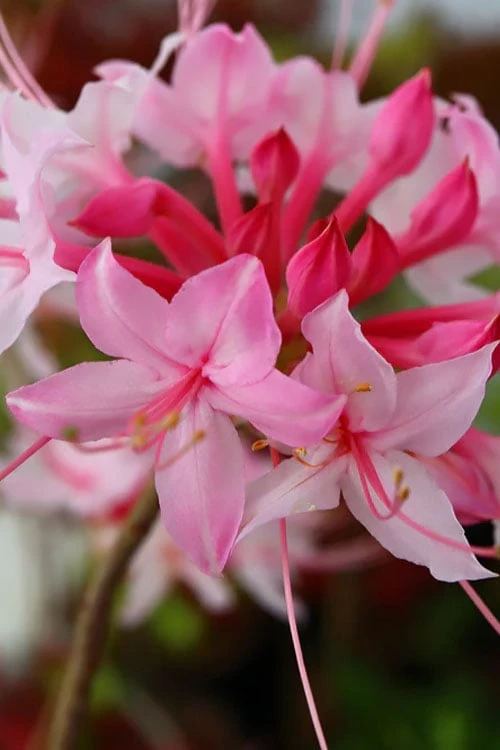Candy Striper Native Azalea - Rhododendron Canescens - 3 Gallon Pot 1 Candy Striper Native Azalea - Rhododendron Canescens - 3 Gallon Pot