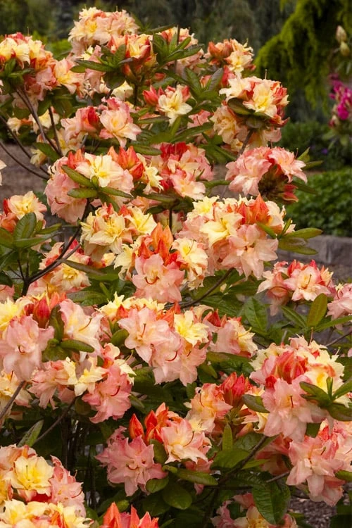 Cannon's Double Exbury Azalea (Rhdodendron) - 2 Gallon Pot 5 Cannon's Double Exbury Azalea (Rhdodendron) - 2 Gallon Pot - Image 5