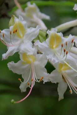 Coleman's Native Azalea (Rhododendron Colemanii 'Multiflora') - 3 Gallon Pot -Botanhush Sales rhododendron colemanii multiflora colemans native azalea 1