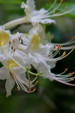 Coleman's Native Azalea (Rhododendron Colemanii 'Multiflora') - 3 Gallon Pot -Botanhush Sales rhododendron colemanii multiflora colemans native azalea 2