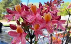 Cotton Candy Native Azalea (Rhododendron) - 3 Gallon Pot 13 Cotton Candy Native Azalea (Rhododendron) - 3 Gallon Pot -Botanhush Sales rhododendron cotton candy native azalea 5