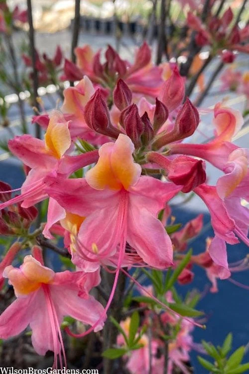 Cotton Candy Native Azalea (Rhododendron) - 3 Gallon Pot 1 Cotton Candy Native Azalea (Rhododendron) - 3 Gallon Pot