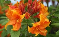Golden Eagle Azalea (Rhododendron) - 3 Gallon Pot -Botanhush Sales rhododendron golden eagle azalea 5