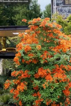 Golden Eagle Azalea (Rhododendron) - 3 Gallon Pot -Botanhush Sales rhododendron golden eagle azalea 7