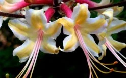 Millie Mac Native Azalea (Rhododendron) - 3 Gallon Pot -Botanhush Sales rhododendron millie mac native azalea 15