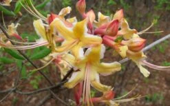 Millie Mac Native Azalea (Rhododendron) - 3 Gallon Pot -Botanhush Sales rhododendron millie mac native azalea 2