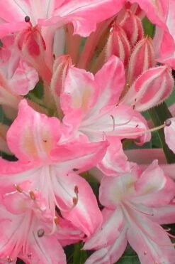 Ribbon Candy Swamp Azalea (Rhododendron Viscosum) - 1 Gallon Pot 9 Ribbon Candy Swamp Azalea (Rhododendron Viscosum) - 1 Gallon Pot -Botanhush Sales rhododendron viscosum ribbon candy swamp azalea 1 2
