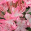 Ribbon Candy Swamp Azalea (Rhododendron Viscosum) - 1 Gallon Pot