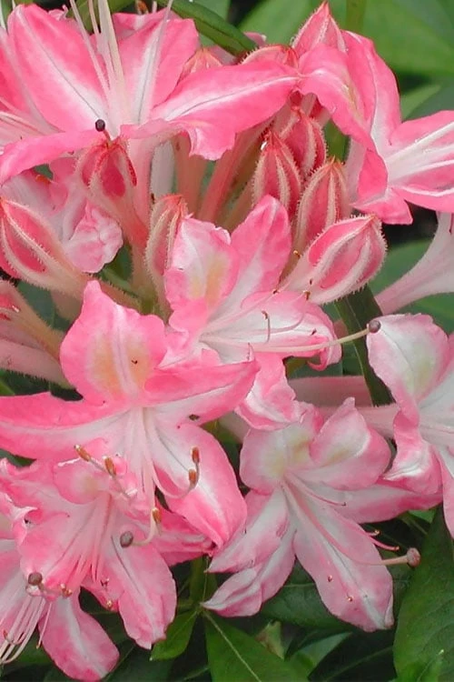 Ribbon Candy Swamp Azalea (Rhododendron Viscosum) - 3 Gallon Pot 1 Ribbon Candy Swamp Azalea (Rhododendron Viscosum) - 3 Gallon Pot