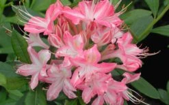 Ribbon Candy Swamp Azalea (Rhododendron Viscosum) - 2 Gallon Pot -Botanhush Sales rhododendron viscosum ribbon candy swamp azalea 3 1