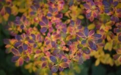 Ribbon Candy Swamp Azalea (Rhododendron Viscosum) - 2 Gallon Pot -Botanhush Sales rhododendron viscosum swamp azalea 3 1