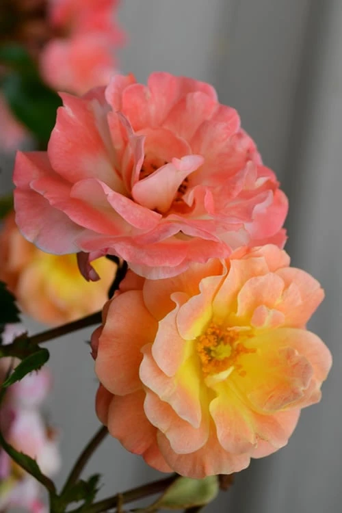 Peach Drift Groundcover Rose - 1 Gallon Pot 3 Peach Drift Groundcover Rose - 1 Gallon Pot - Image 3
