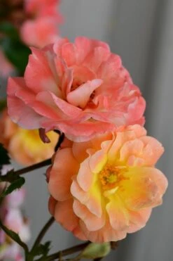 Peach Drift Groundcover Rose - 3 Gallon Pot 7 Peach Drift Groundcover Rose - 3 Gallon Pot -Botanhush Sales rose drift peach 21